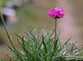 Armeria Maritima